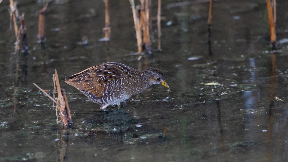 Benekli Suyelvesi - ML645726596