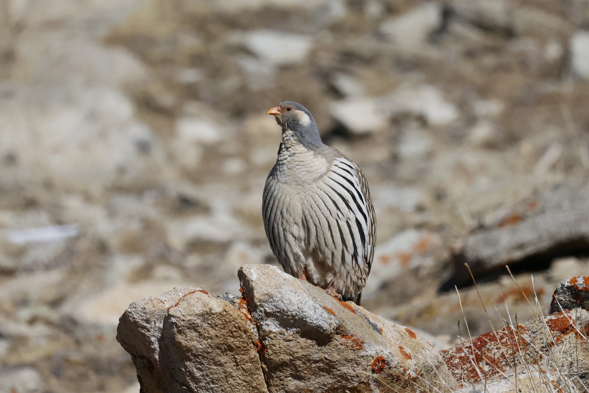 Tibetan Snowcock - ML645726599