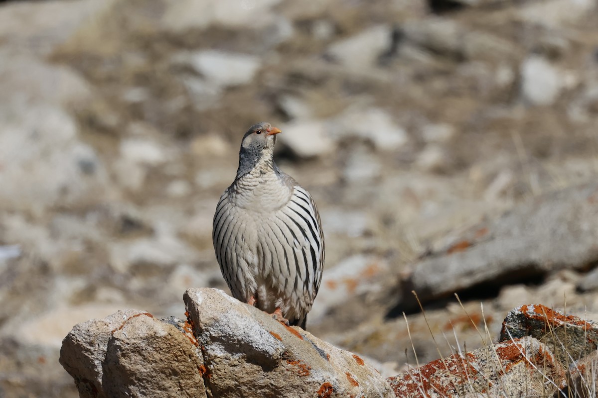 Tibetan Snowcock - ML645726600