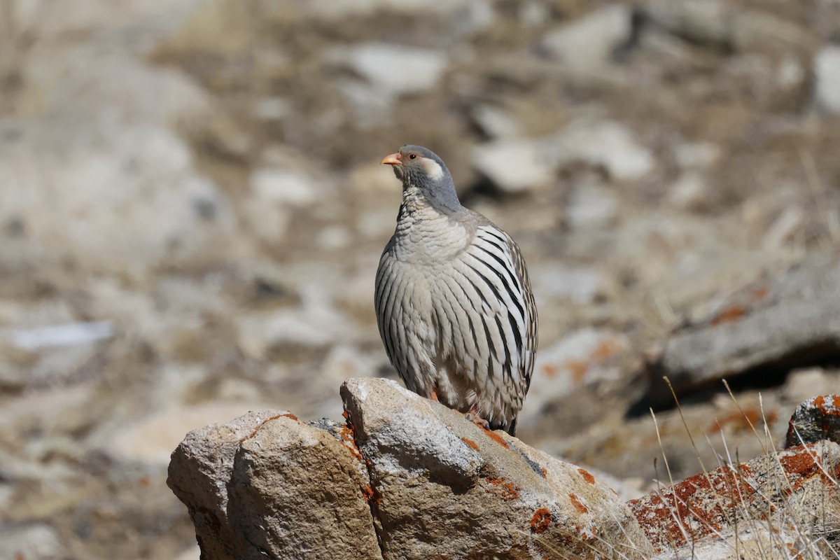 Tibetan Snowcock - ML645726601