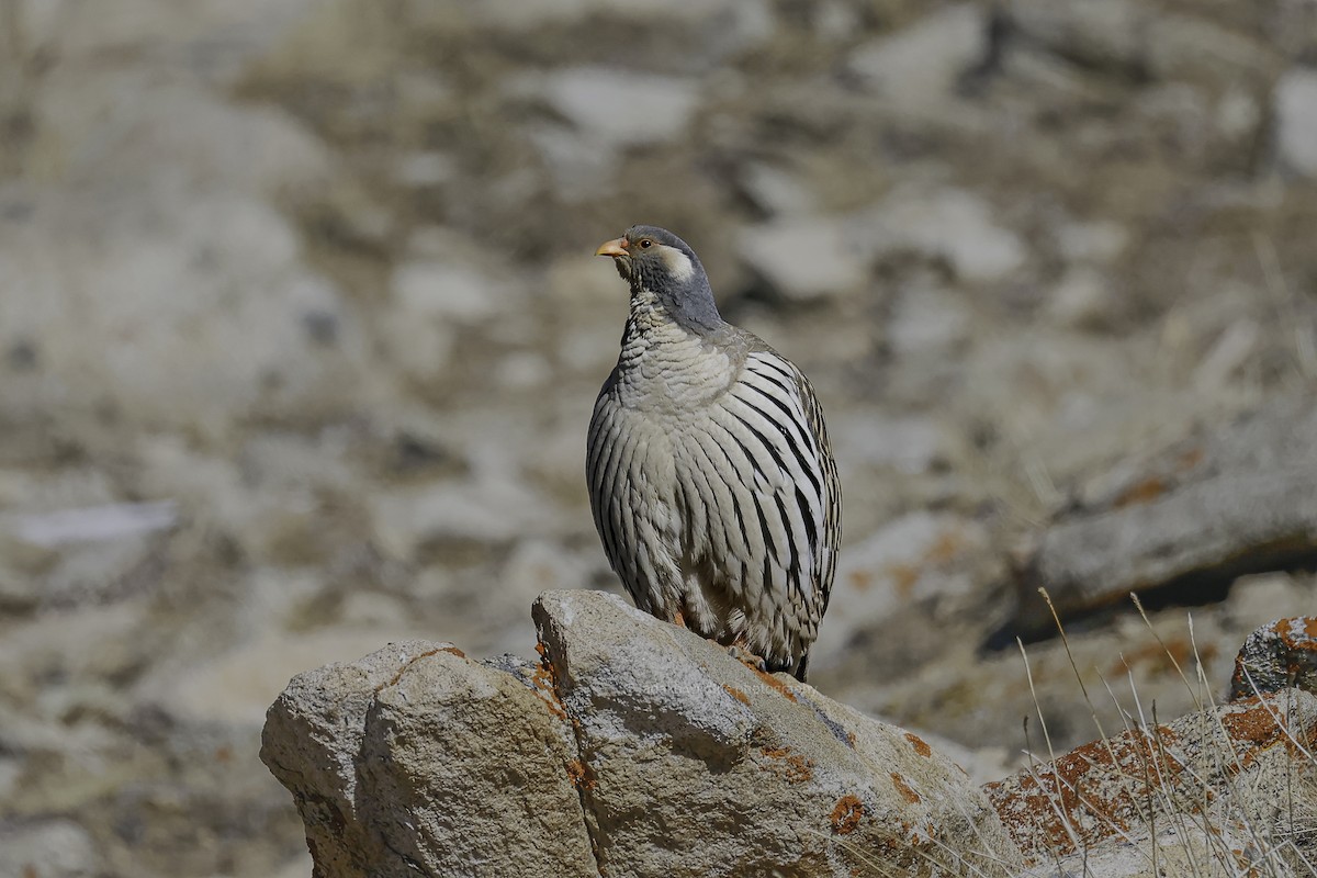 Tibetan Snowcock - ML645726602