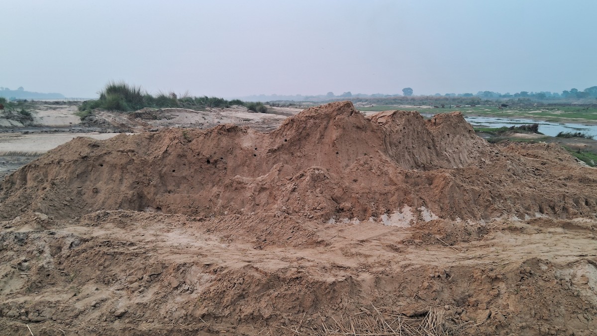 Gray-throated Martin - ML645726610