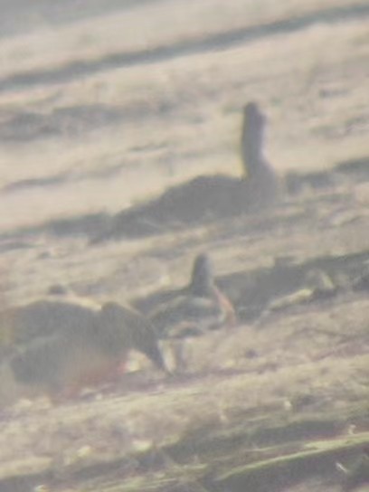 Red-breasted Goose - ML645726612