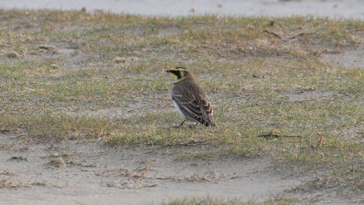 Alondra Cornuda - ML645726617