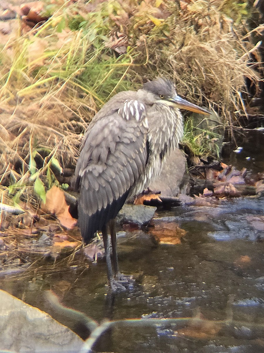 Great Blue Heron - ML645726620