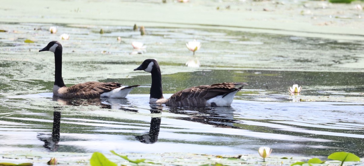 Canada Goose - ML645726624