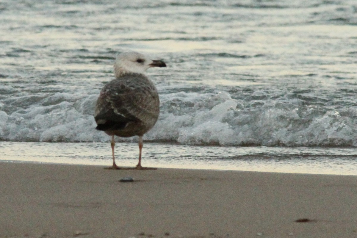 Zafferano - ML645726626