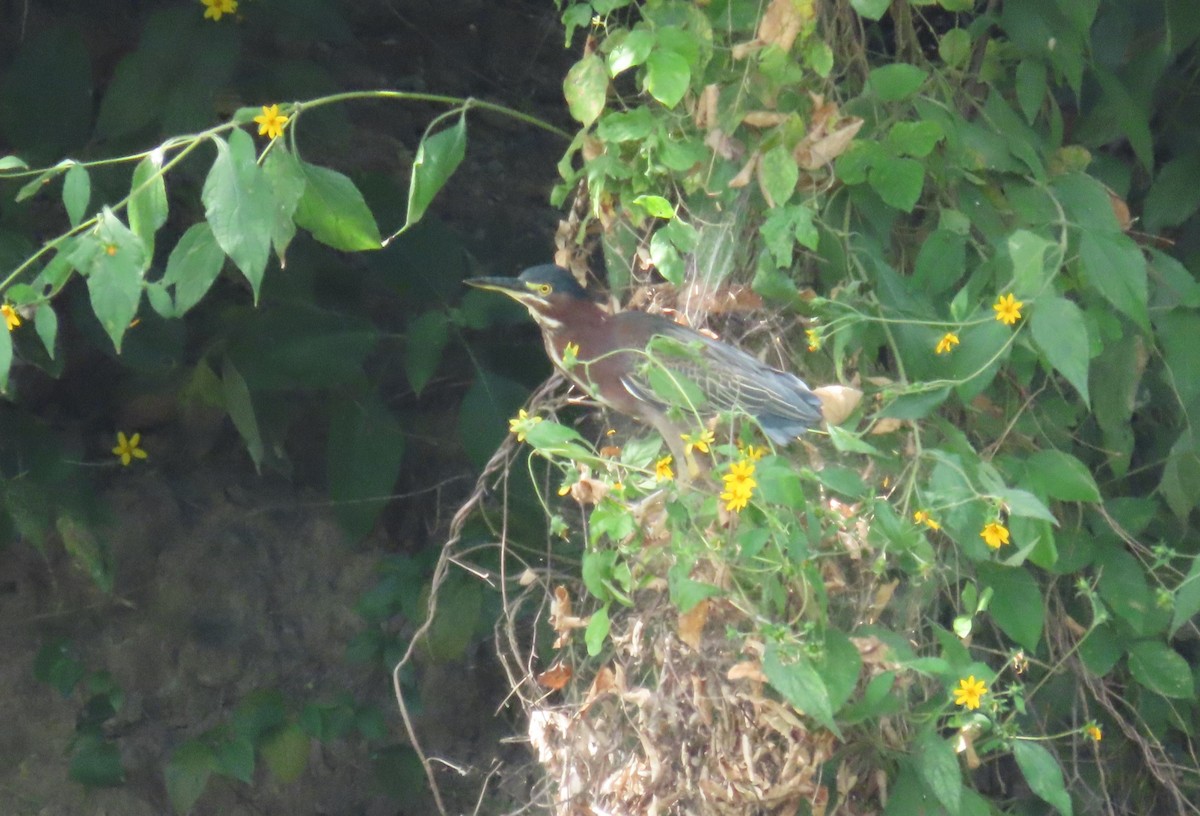 Green Heron - ML645726627