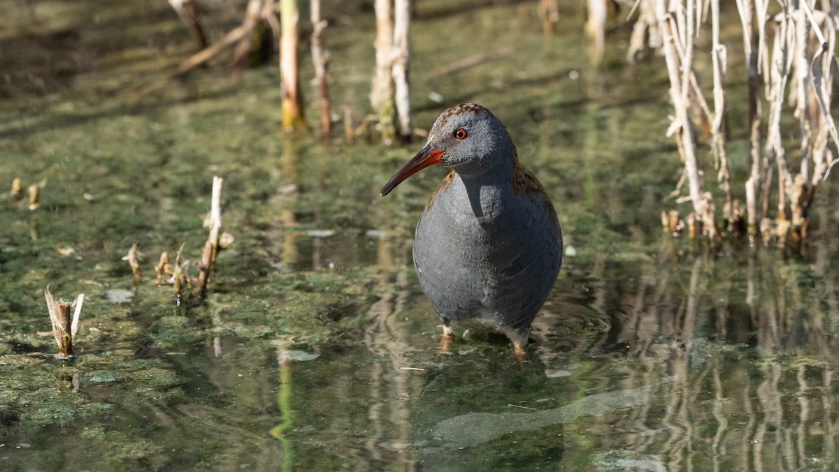 Sukılavuzu - ML645726629