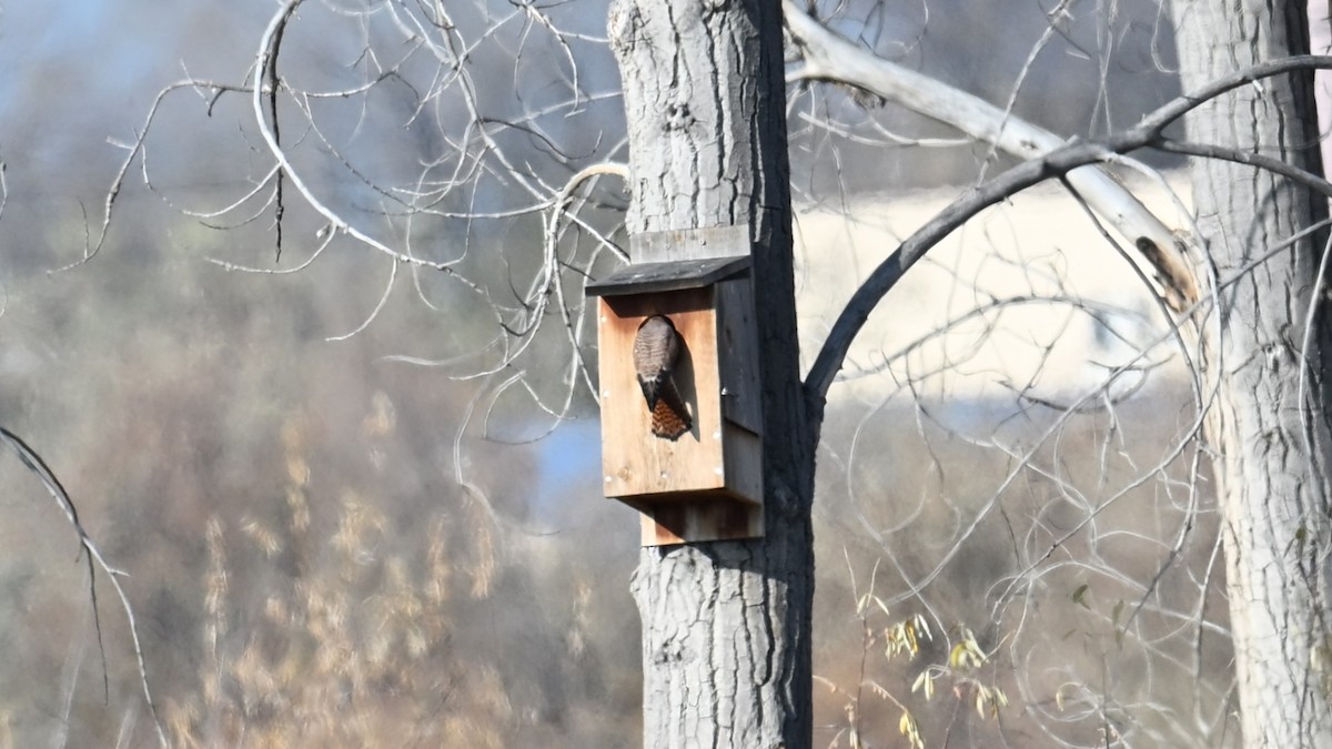 spurvefalk - ML645726630