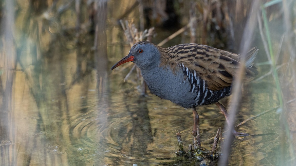 Water Rail - ML645726631