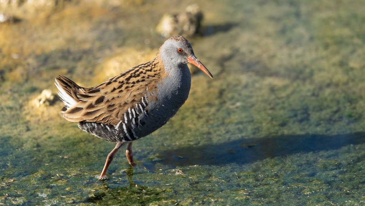 Water Rail - ML645726632