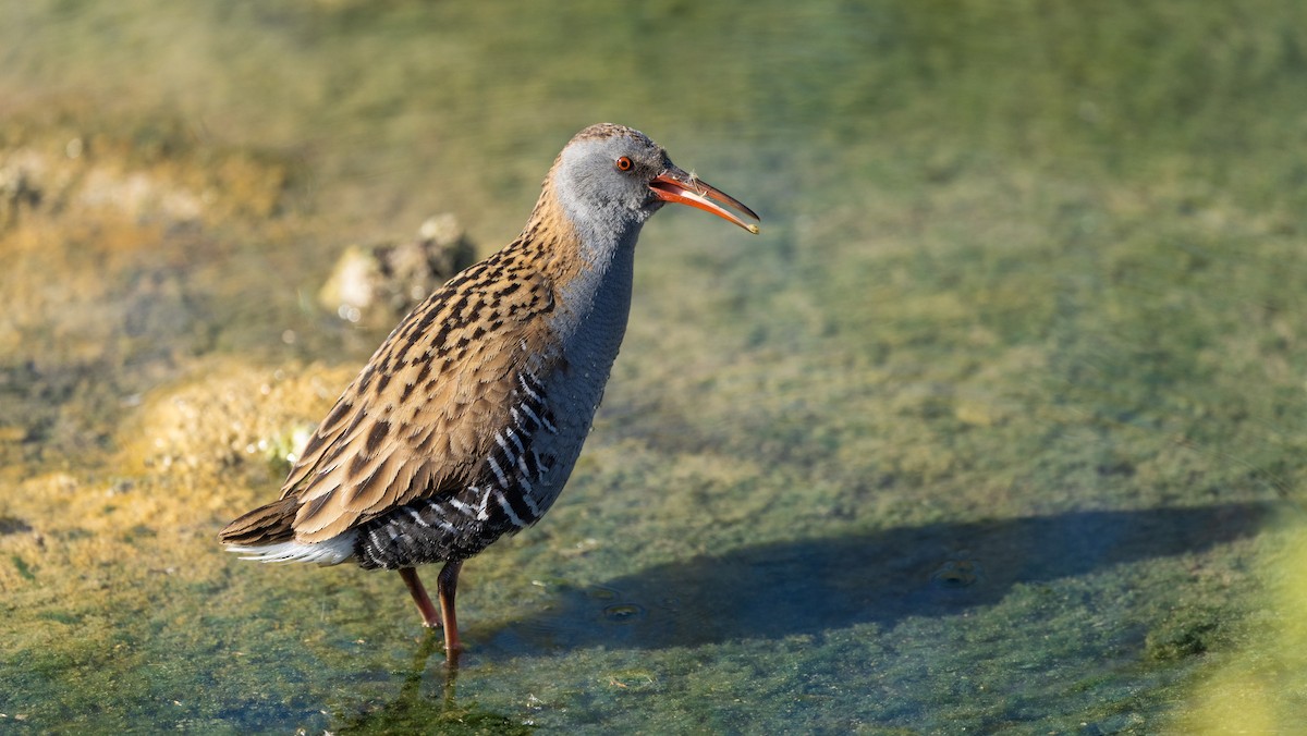 Water Rail - ML645726633