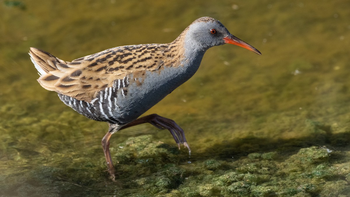 Water Rail - ML645726634