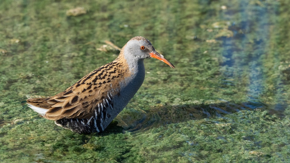 Water Rail - ML645726635