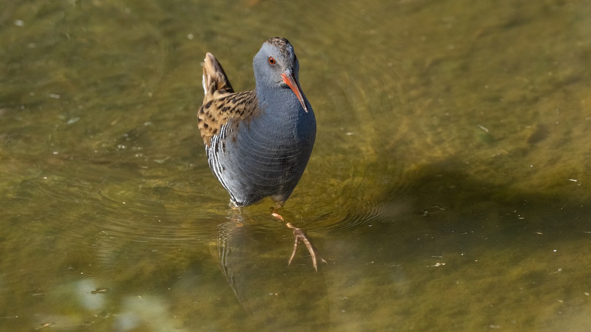 Water Rail - ML645726636