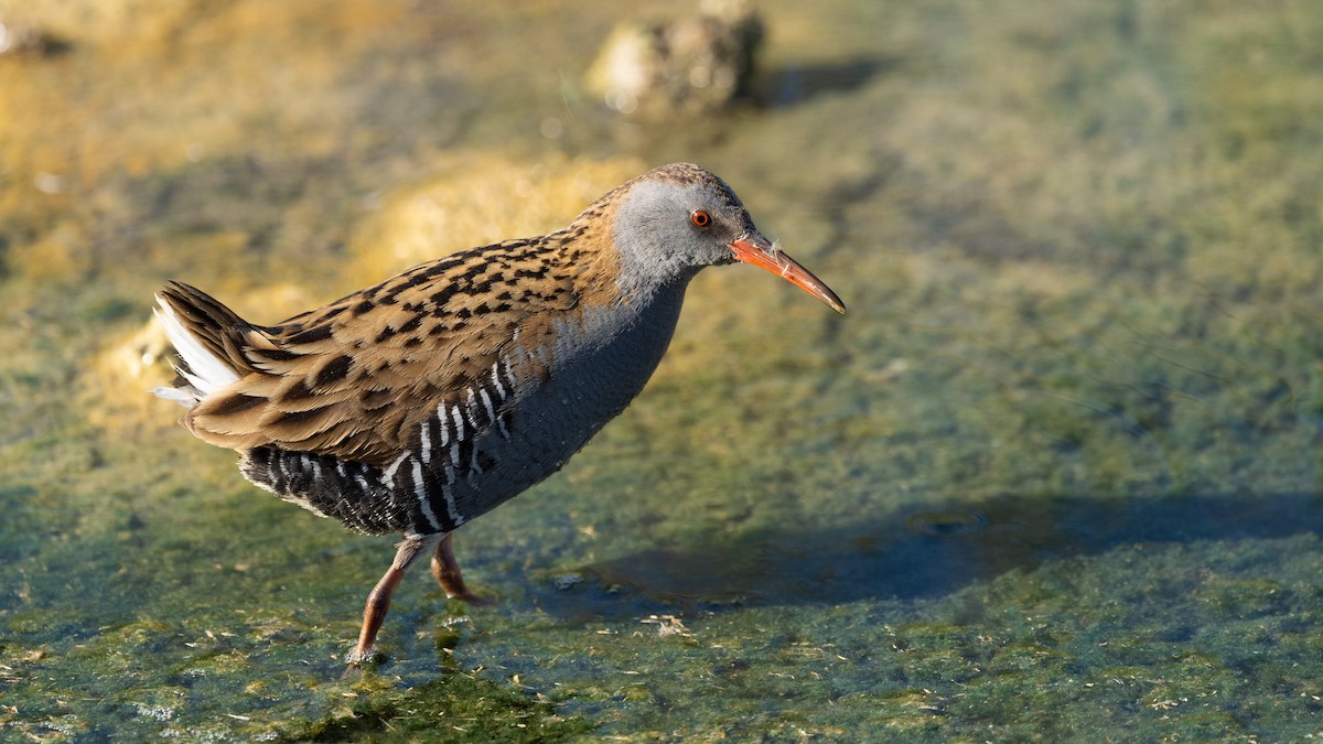 Water Rail - ML645726637