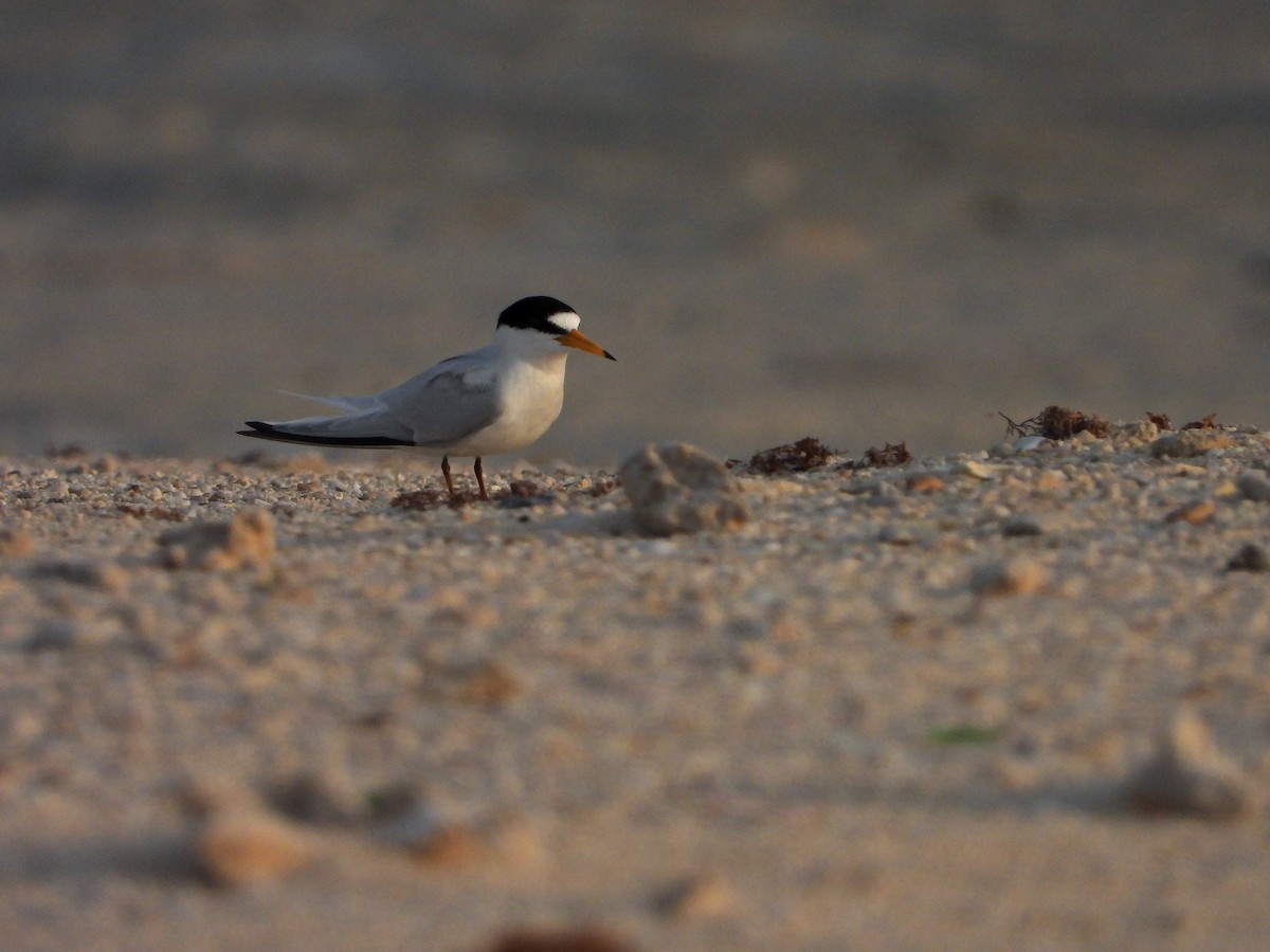 Saunders's Tern - ML645726639