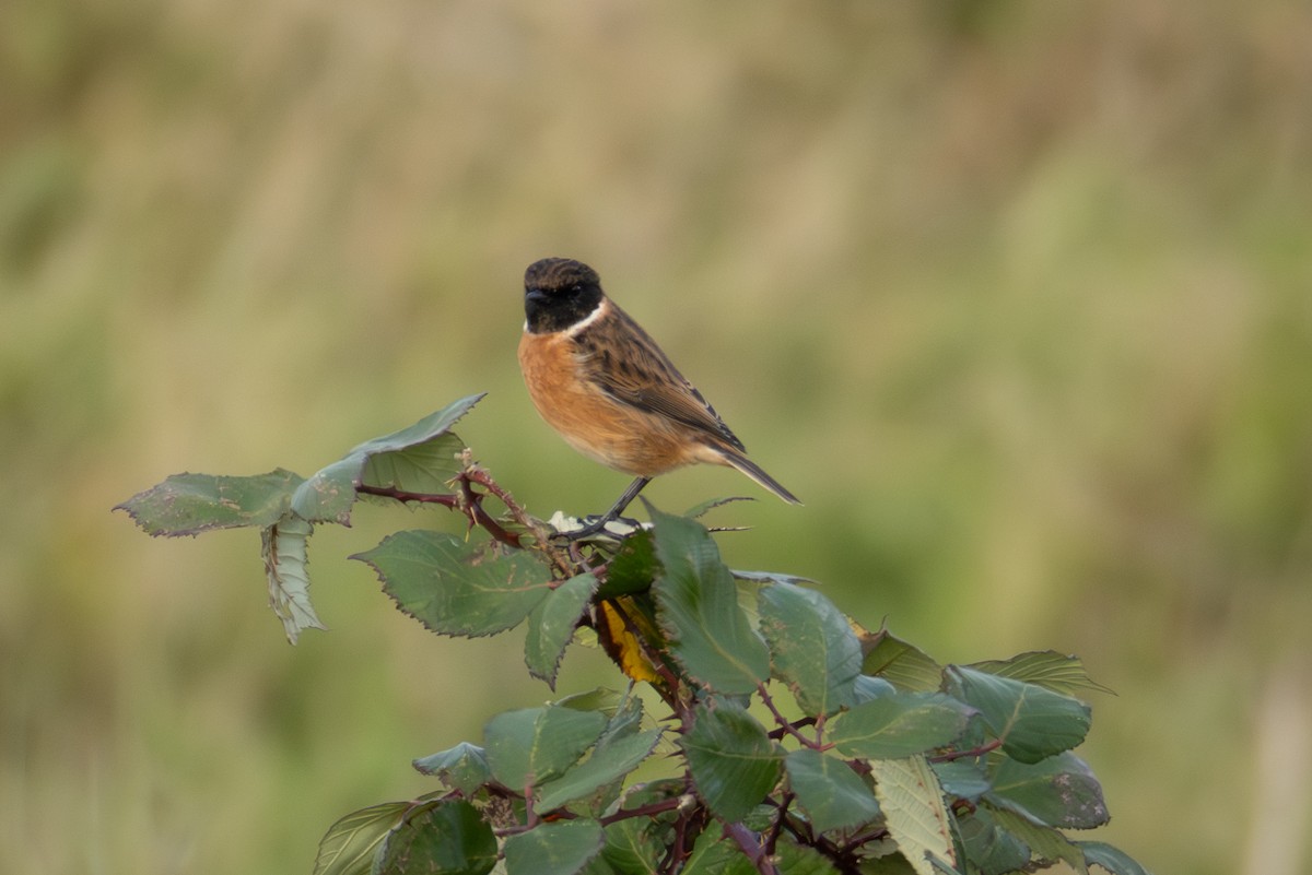 Трав'янка чорноголова - ML645726644