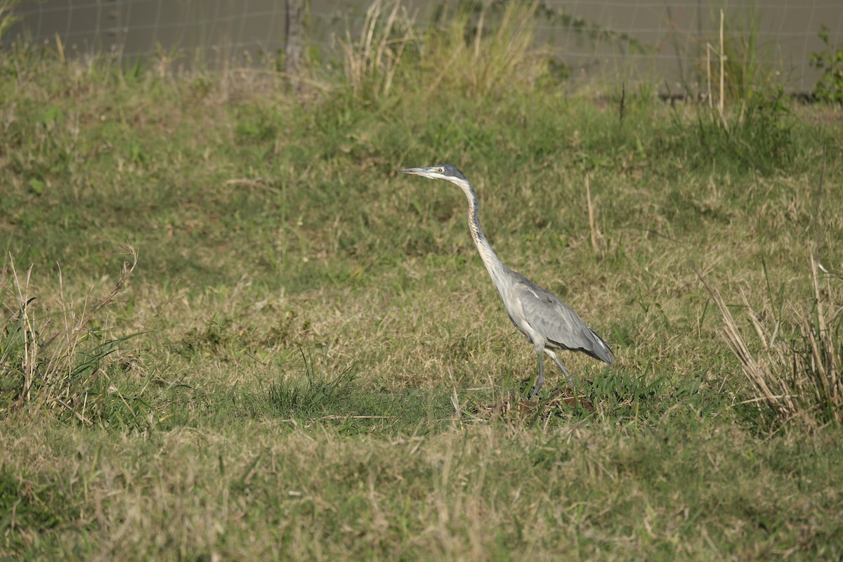 Black-headed Heron - ML645726645