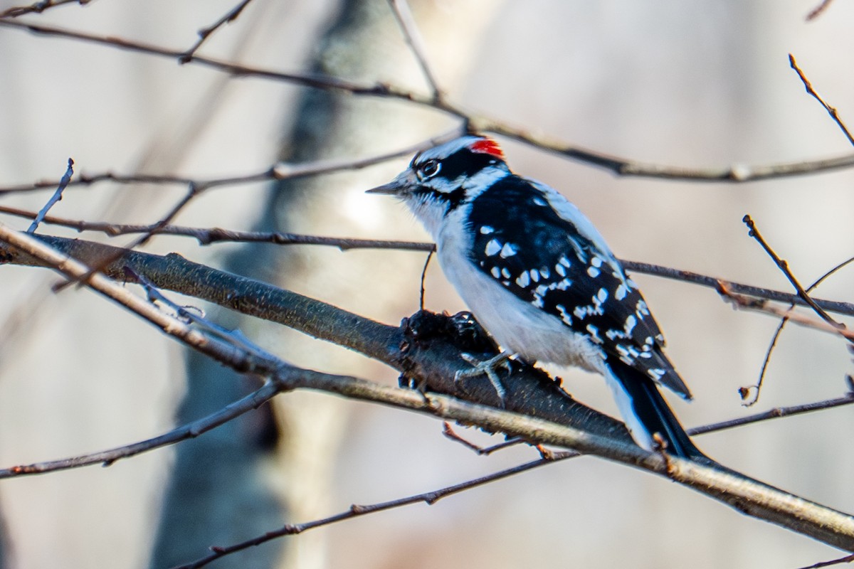 Downy Woodpecker - ML645726646