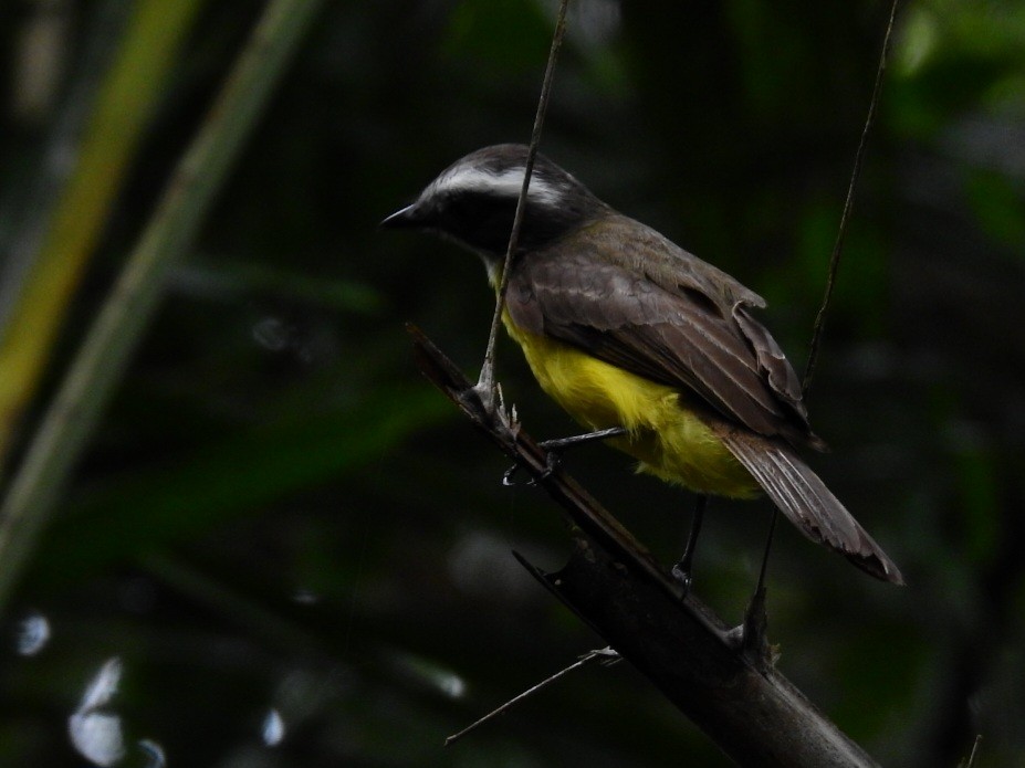 Social Flycatcher - ML645726647
