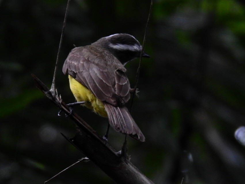 Social Flycatcher - ML645726648
