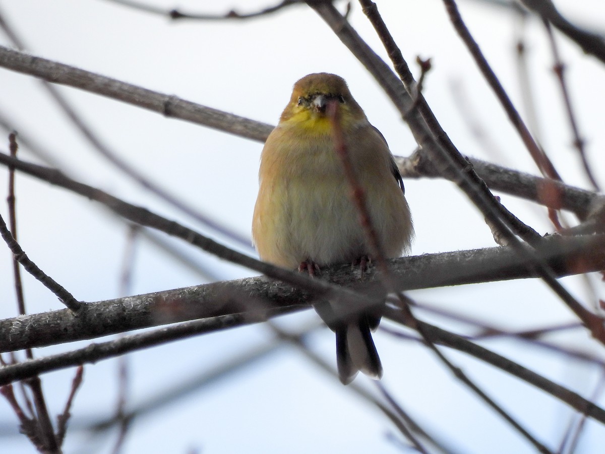 American Goldfinch - ML645726649