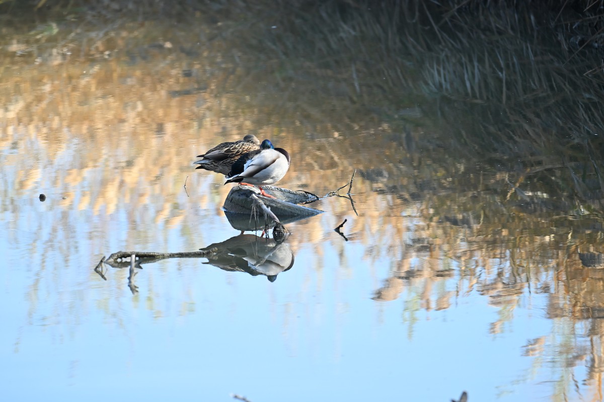 Mallard - ML645726650