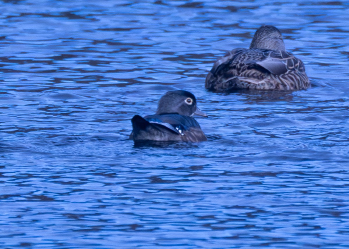 Wood Duck - ML645726651
