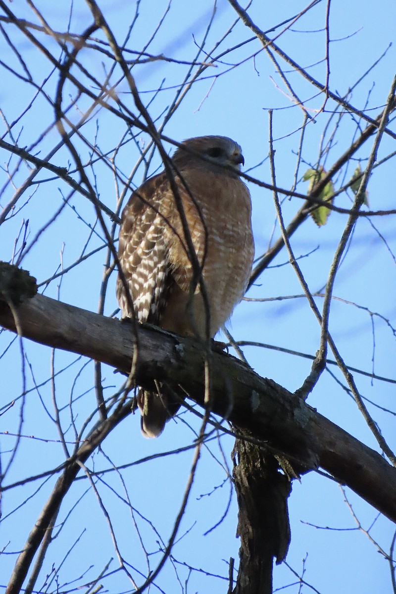Red-tailed Hawk - ML645726652