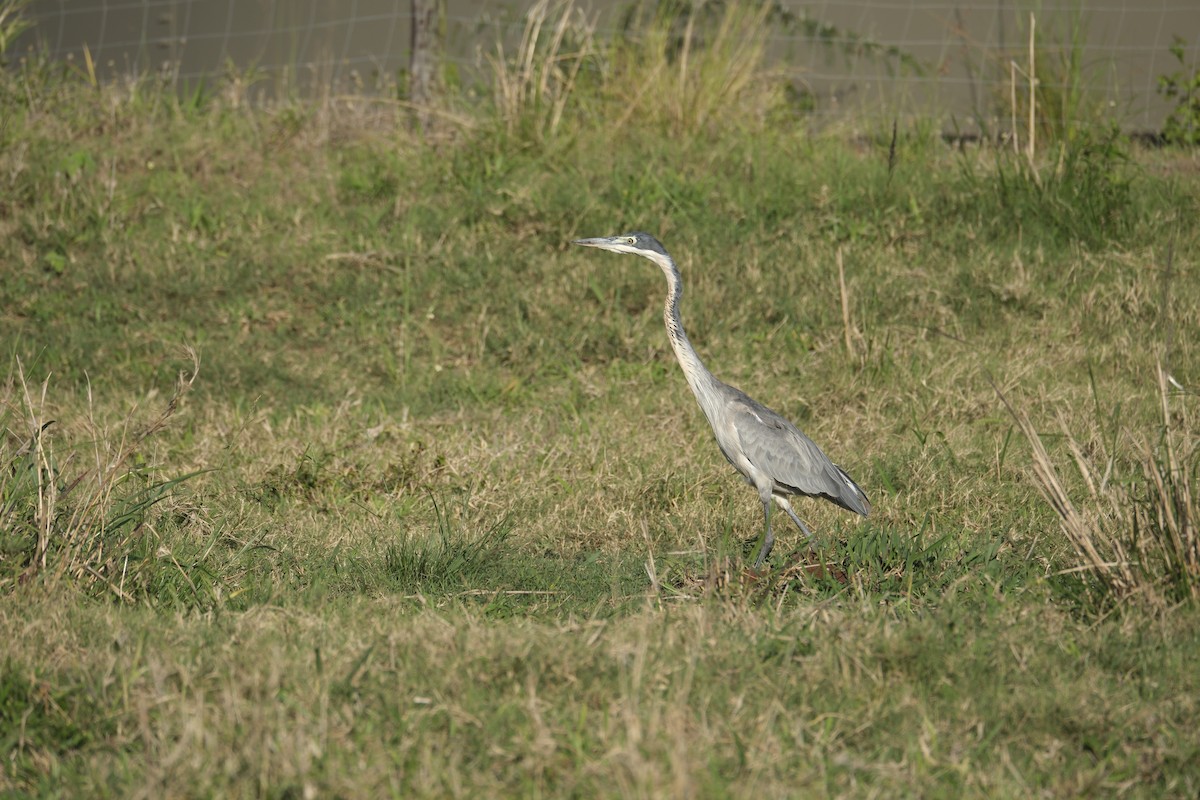 Black-headed Heron - ML645726653