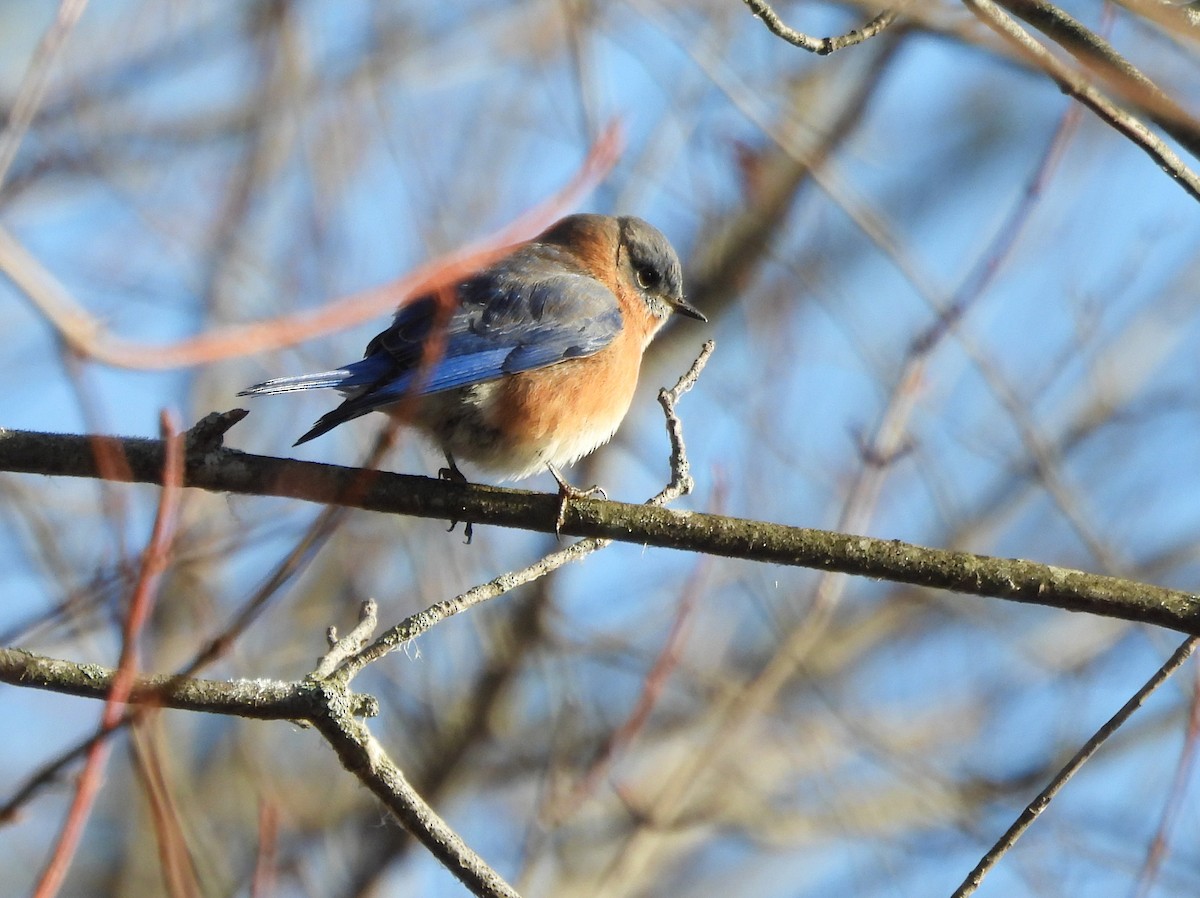 Eastern Bluebird - ML645726655
