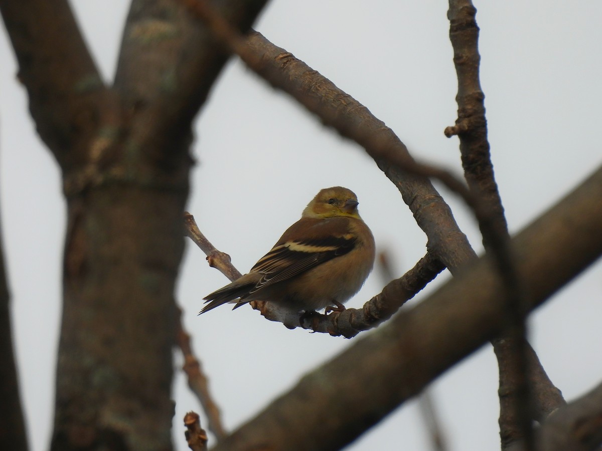 American Goldfinch - ML645726656