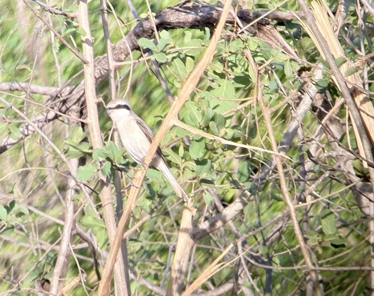 Isabelline Shrike - ML645726657