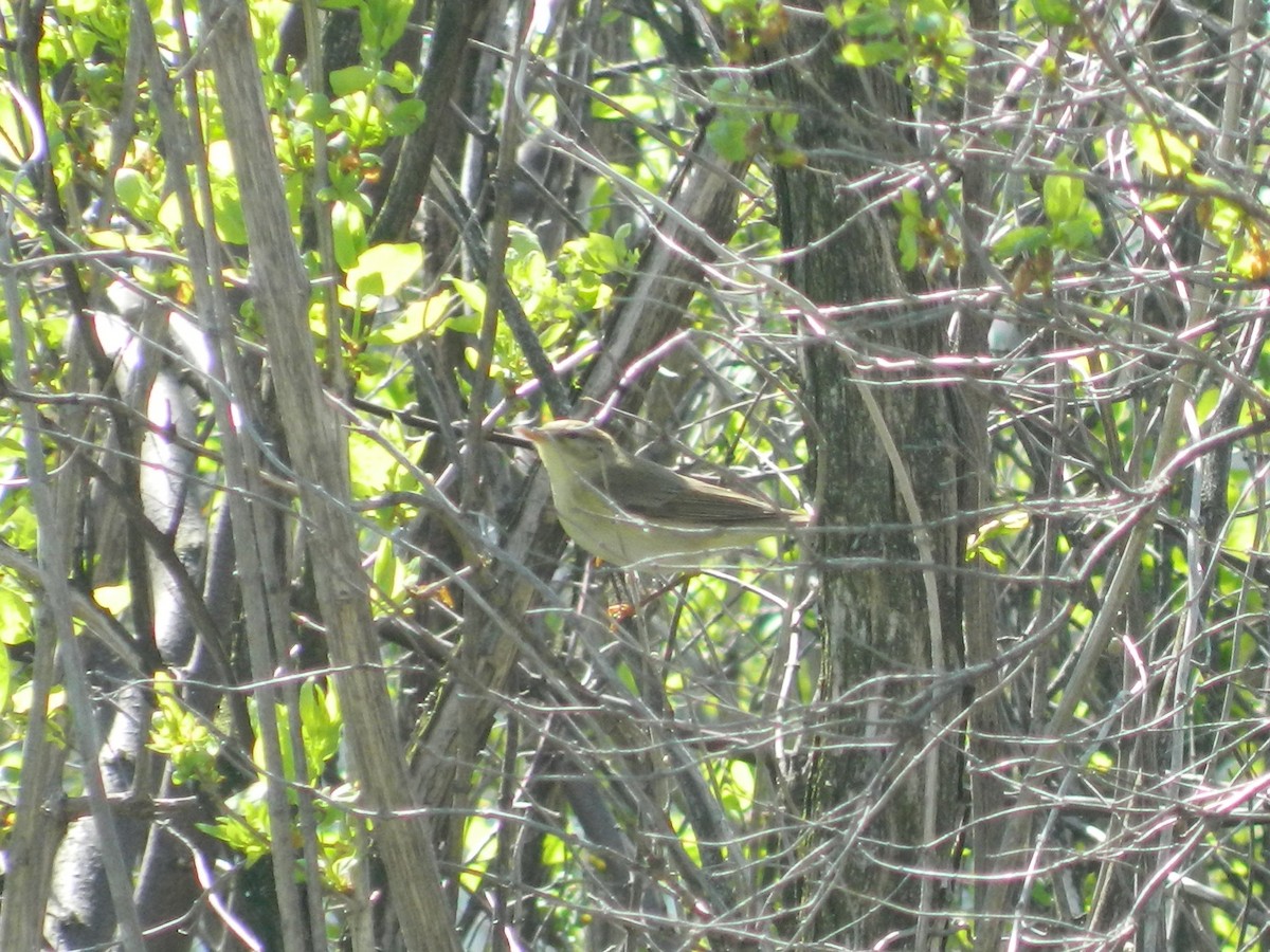 Willow Warbler - ML645726659