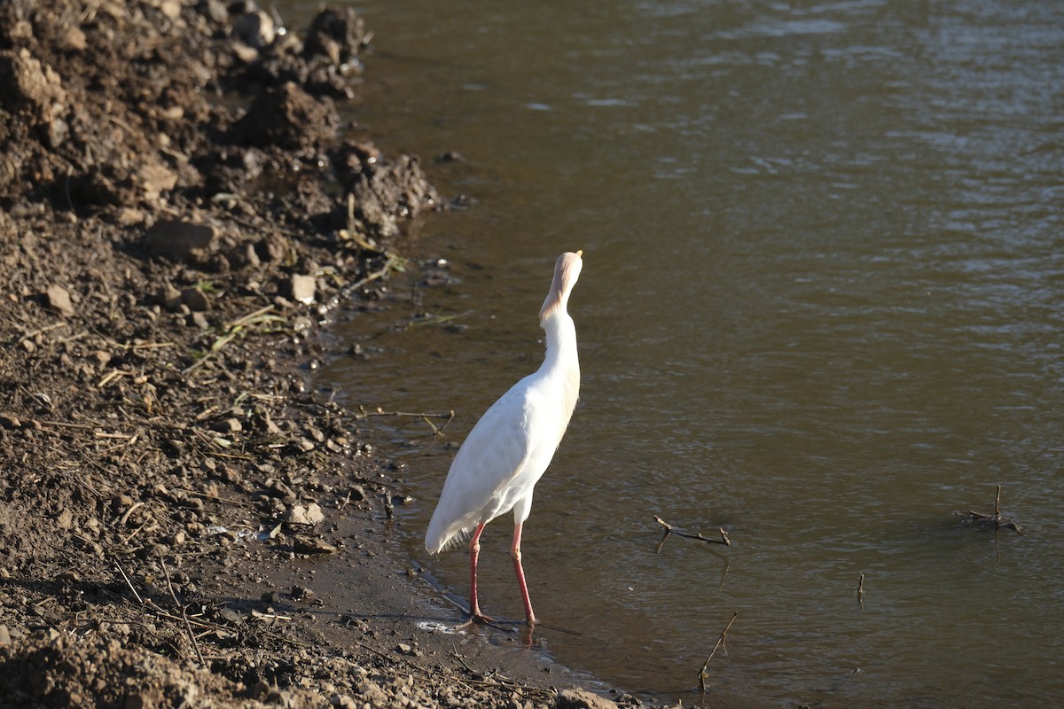 Western Cattle-Egret - ML645726663
