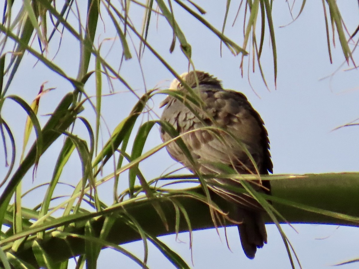 White-crowned Pigeon - ML645726671