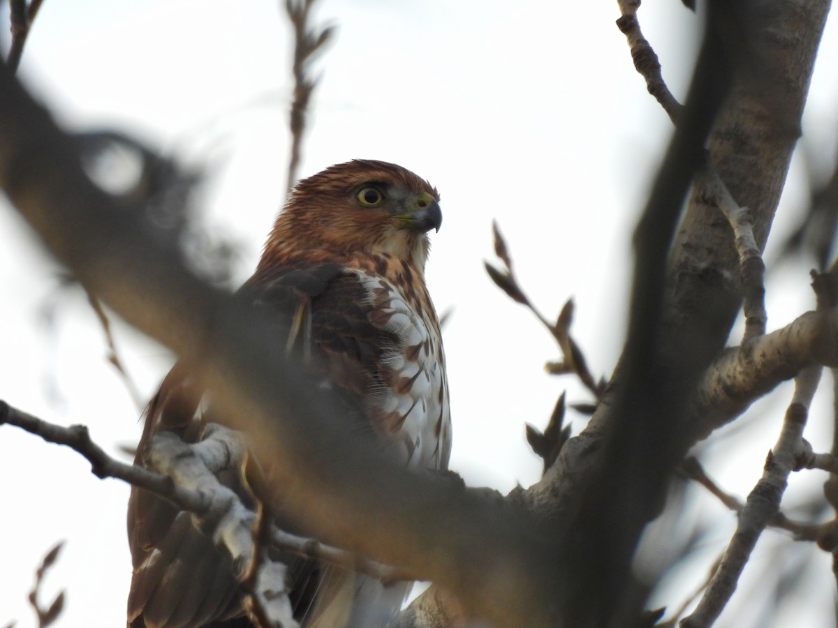 Cooper's Hawk - ML645726672