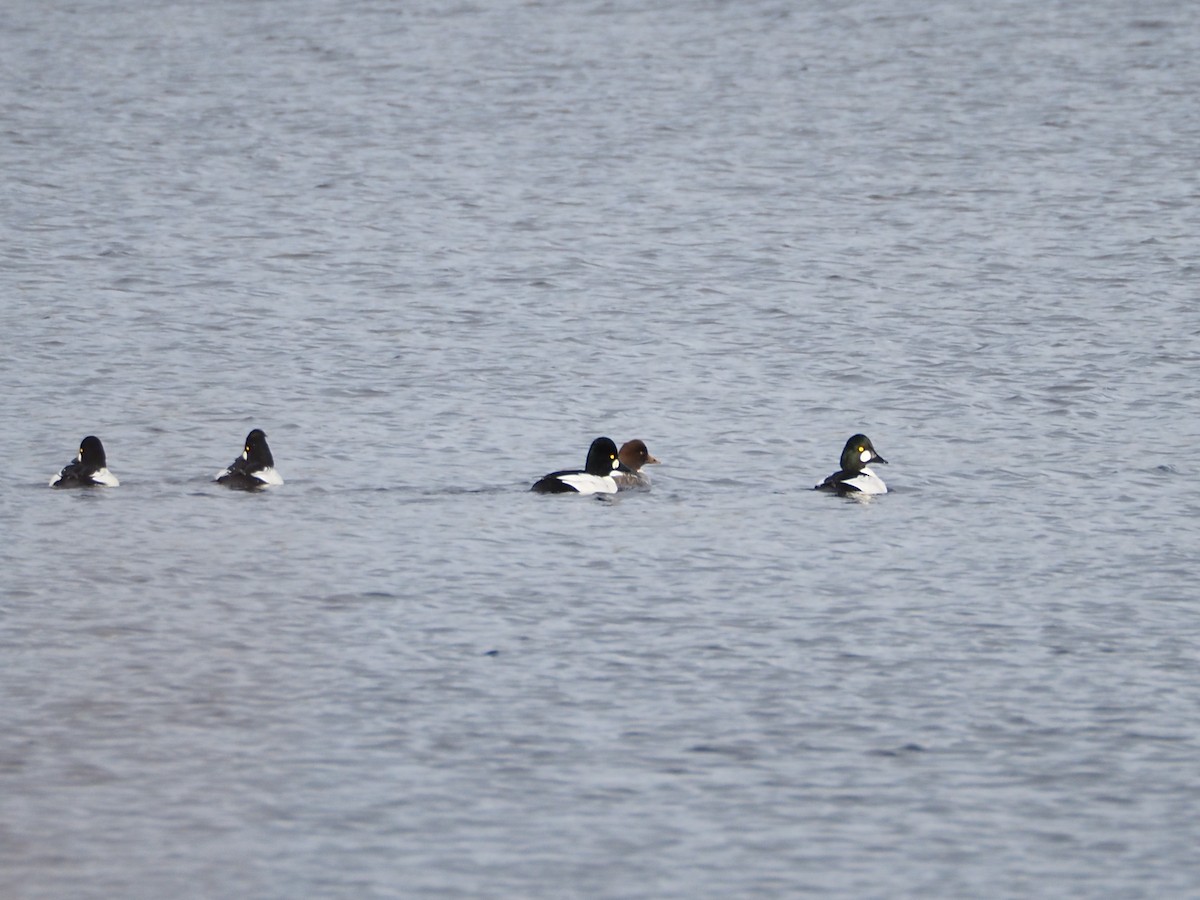 Common Goldeneye - ML645726673