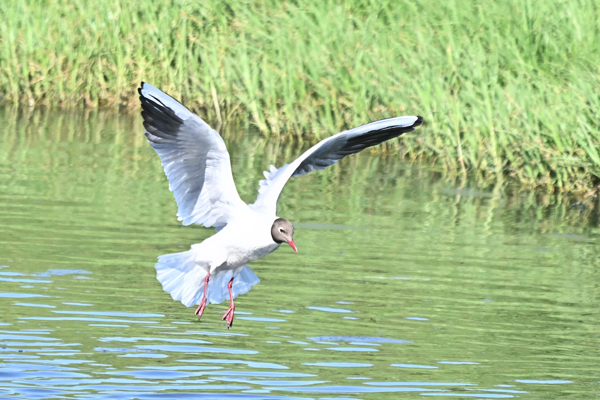 Black-headed Gull - ML645726685