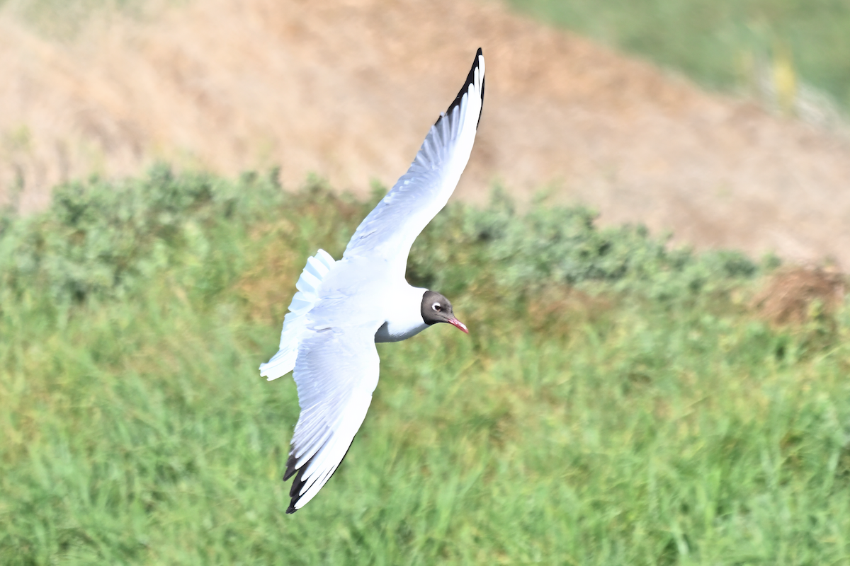 Black-headed Gull - ML645726686