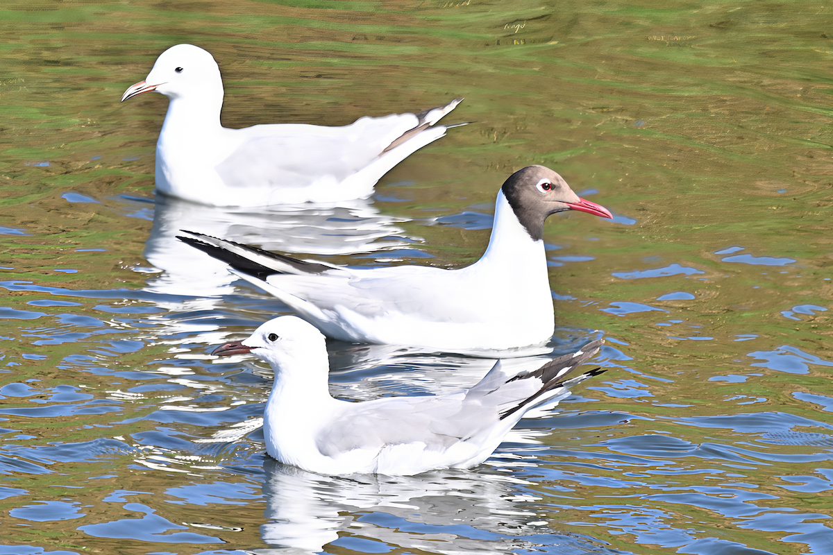 Black-headed Gull - ML645726687