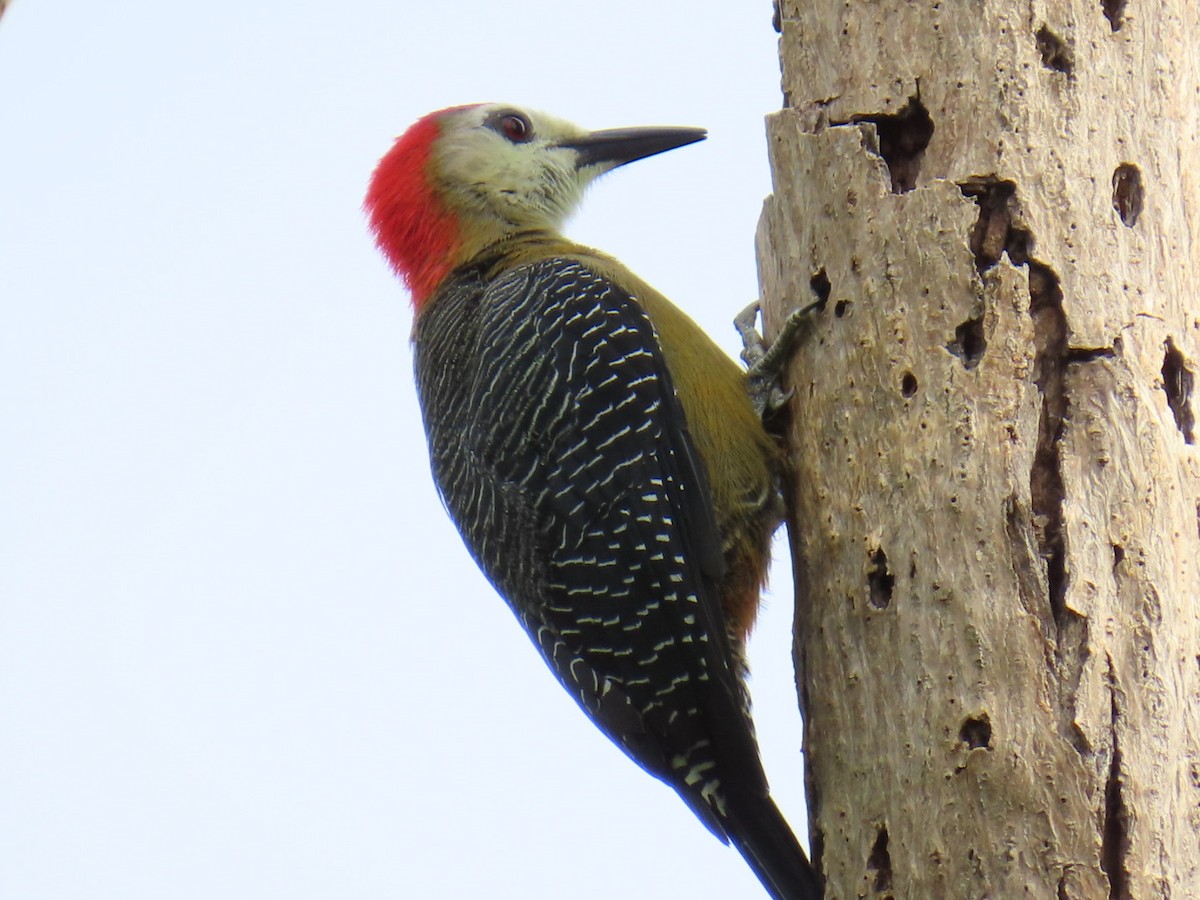 Jamaican Woodpecker - ML645726689