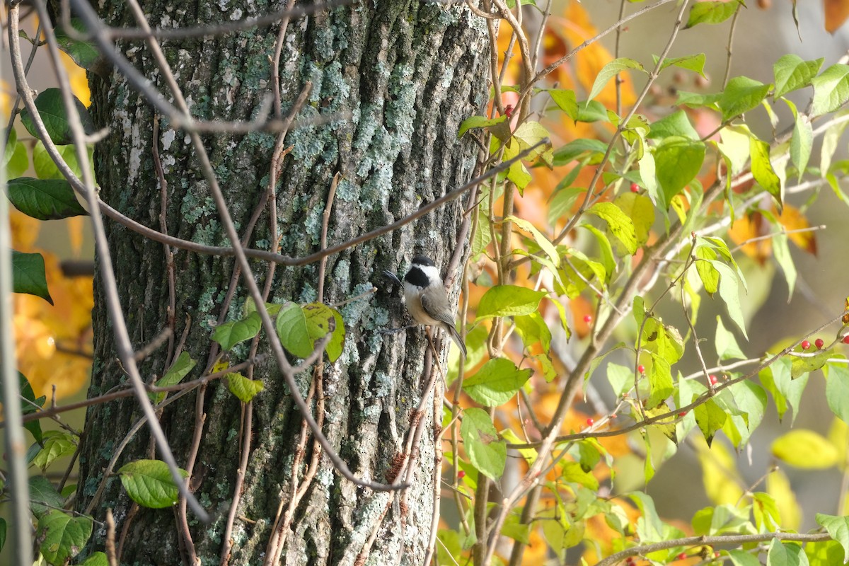 sýkora karolínská - ML645726703