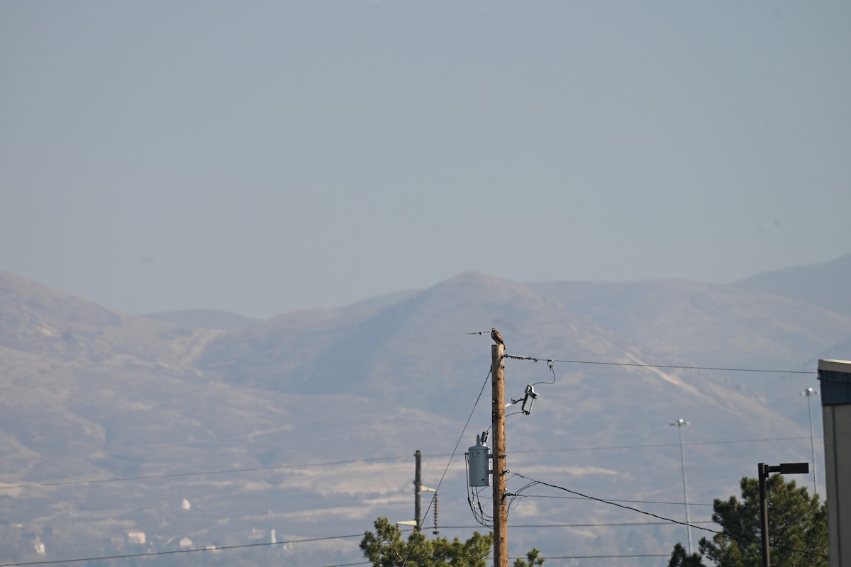 rødstjertvåk (calurus/alascensis) - ML645726708