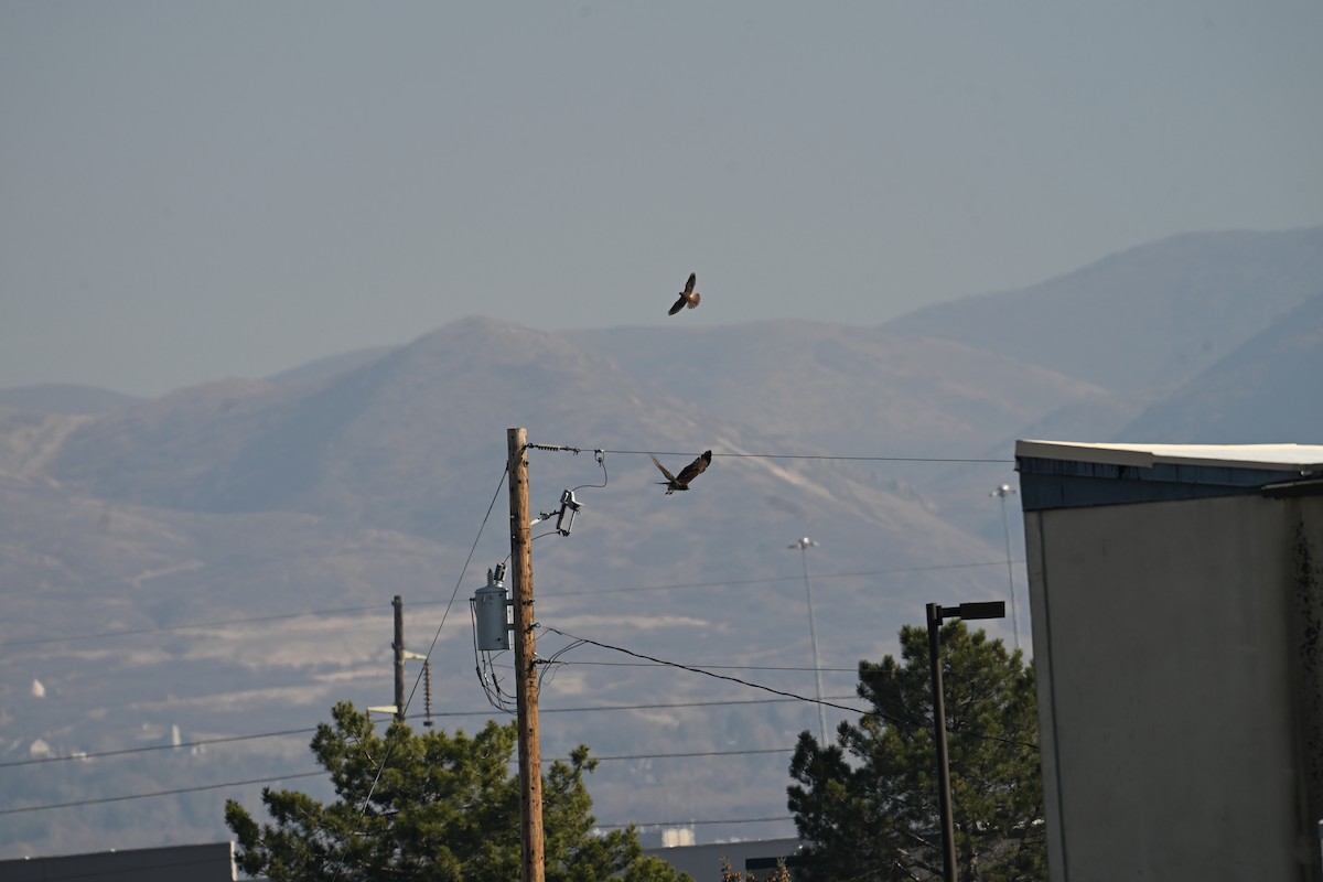 rødstjertvåk (calurus/alascensis) - ML645726723