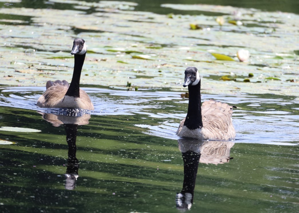 Canada Goose - ML645726738