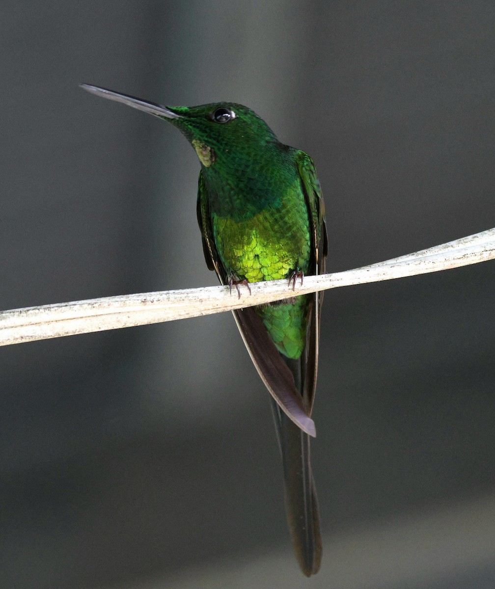 Empress Brilliant - ML645726756