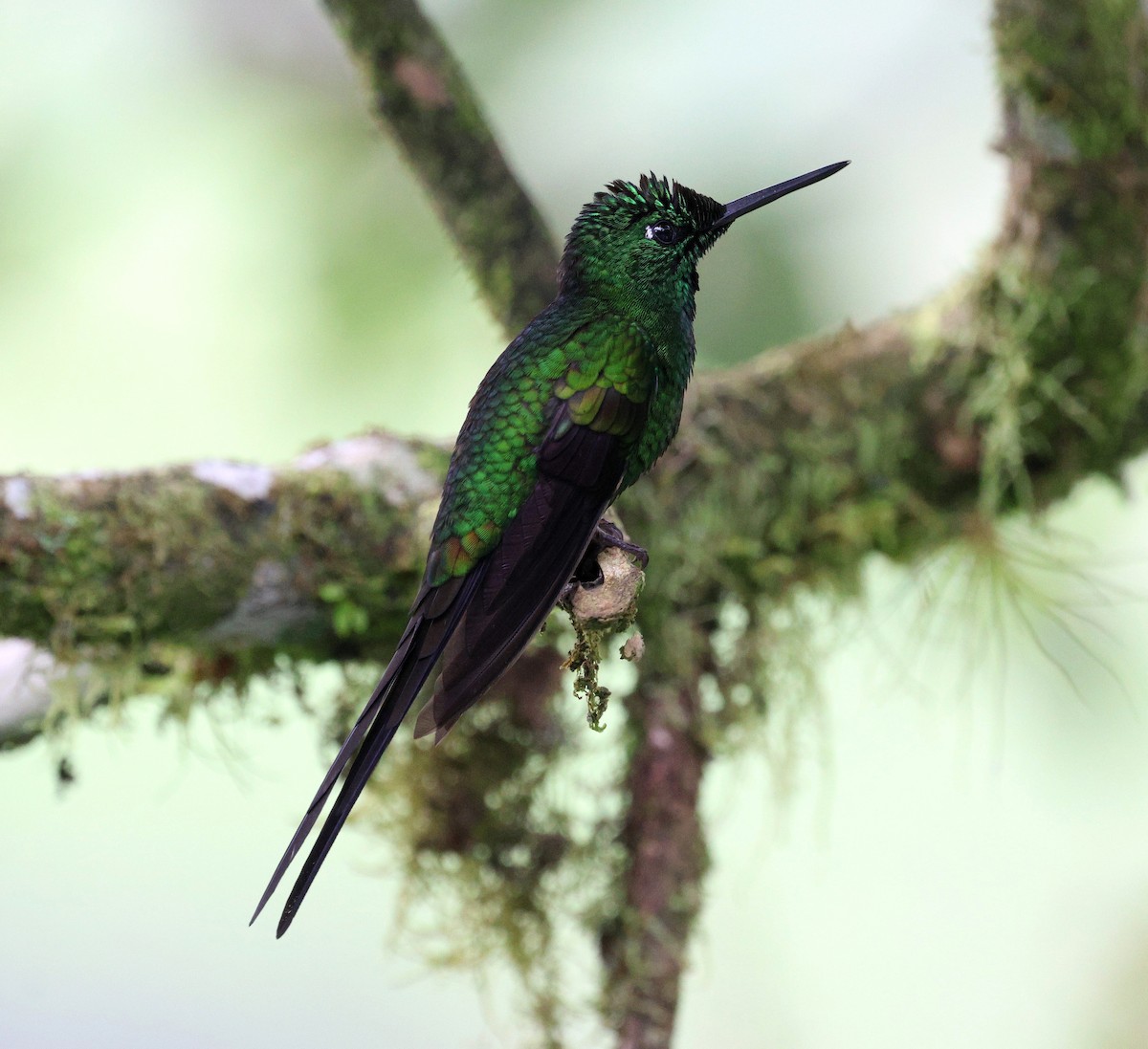 Empress Brilliant - ML645726757